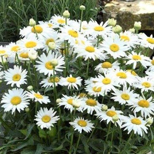 G6142 Leucanthemum X Superbum Madonna 15 98b8e771 B6c3 4b4b Aa66 C0e09c5e4b46 from www redcrocus com