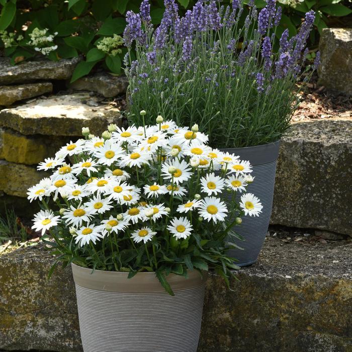 G6142 Leucanthemum X Superbum Madonna 17 Aa14f1e4 Ff92 4308 92e8 8f1f38e88b84 from www redcrocus com
