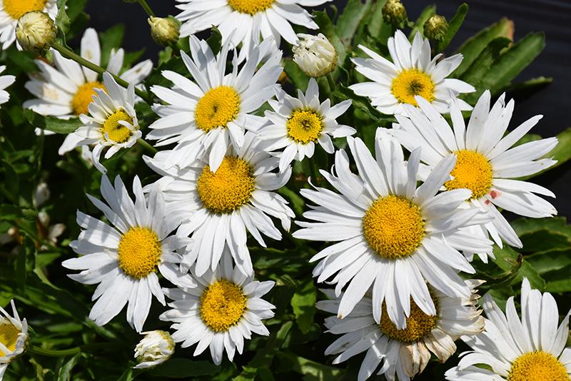 G6142 Leucanthemum X Superbum Madonna 18 7ef1713d 1bb7 4cd2 Ad29 A76646c8ddff from www redcrocus com