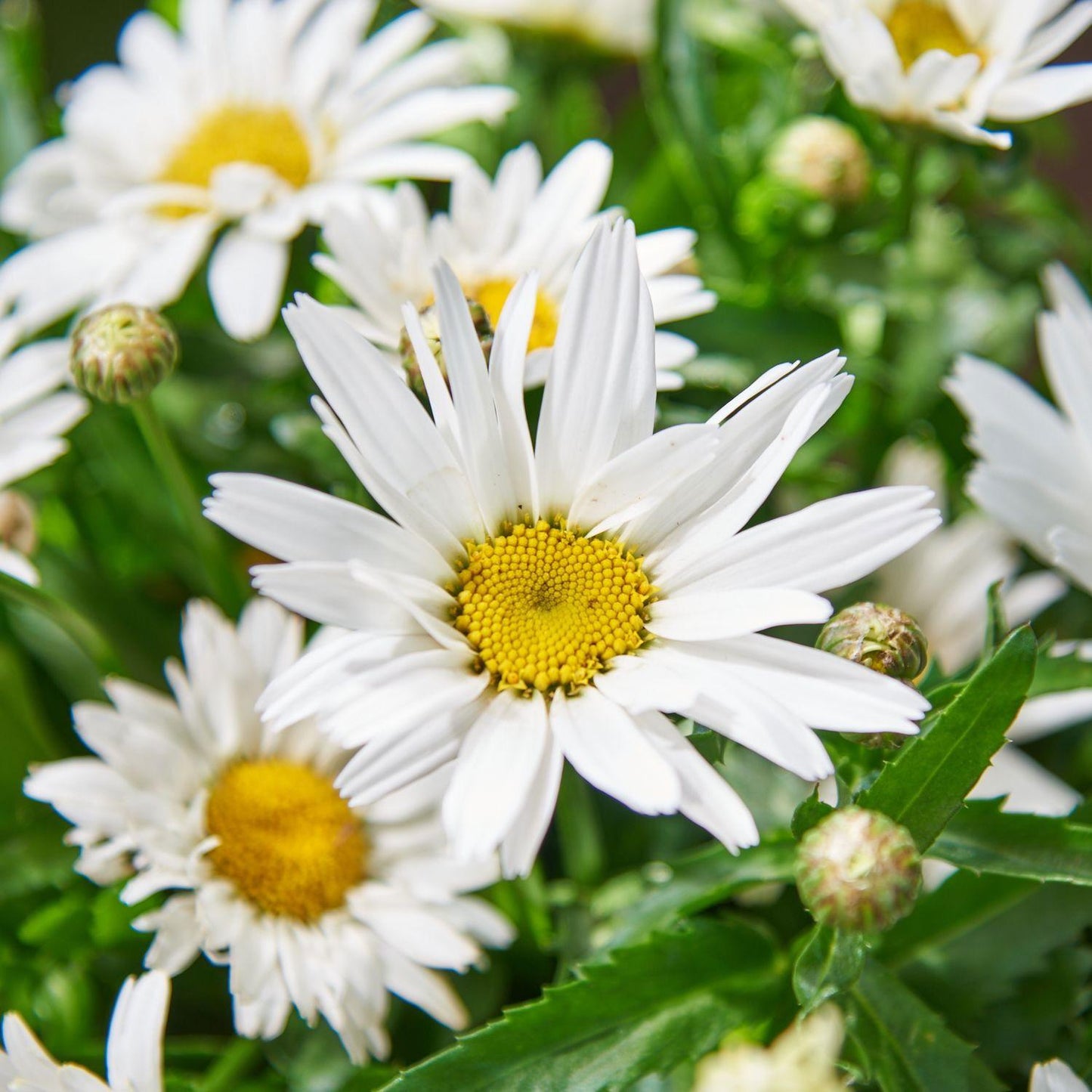 G6142 Leucanthemum X Superbum Madonna 1 Bda757cc F88c 4a65 8a7f D311ec13eae9 from www redcrocus com