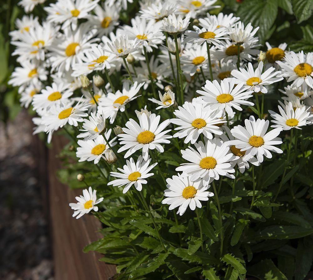 G6142 Leucanthemum X Superbum Madonna 2 07d6e06b 9071 487d Bf88 Dce66f974634 from www redcrocus com
