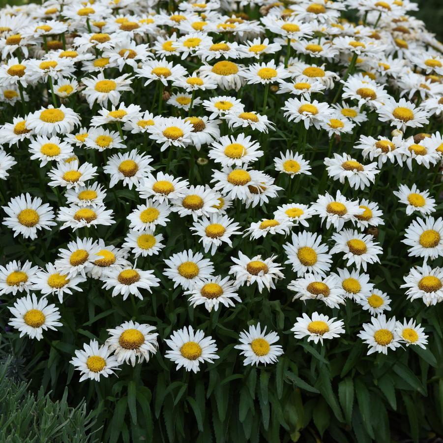 G6142 Leucanthemum X Superbum Madonna 3 746dd42d Da5a 4e96 8163 265a5b6e424f from www redcrocus com