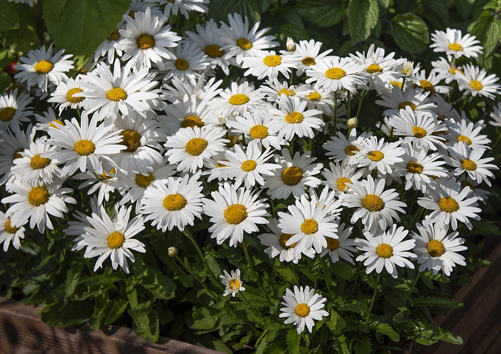 G6142 Leucanthemum X Superbum Madonna 4 94baf4c1 A3fb 4e77 Bf16 15fd073db87b from www redcrocus com