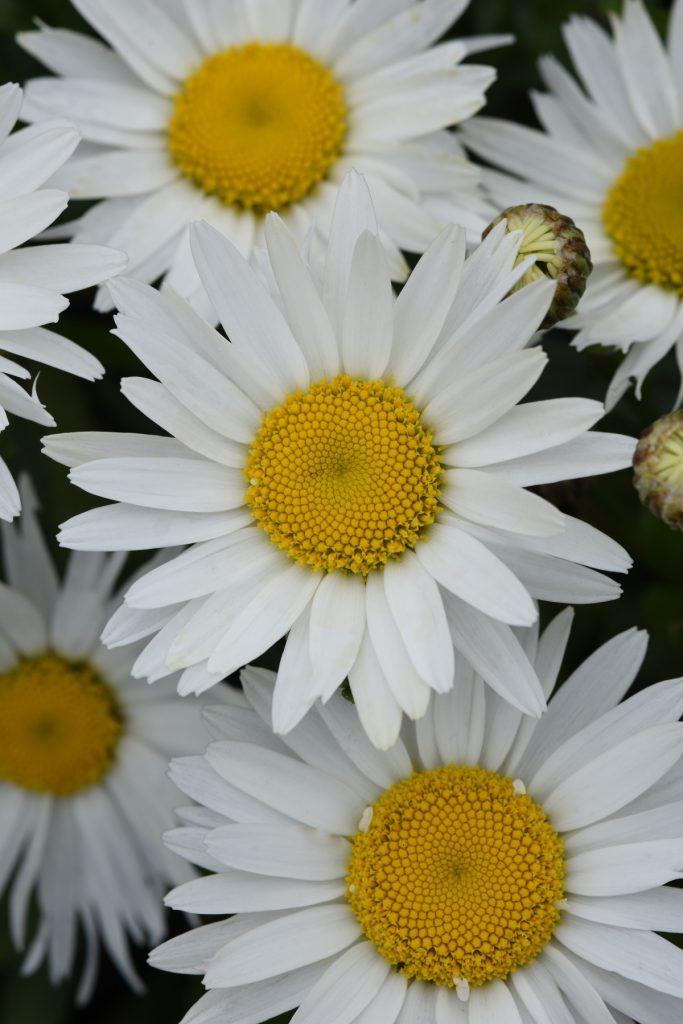 G6142 Leucanthemum X Superbum Madonna 5 57e954cc 91f8 4f41 9c2c Da6541d24a86 from www redcrocus com