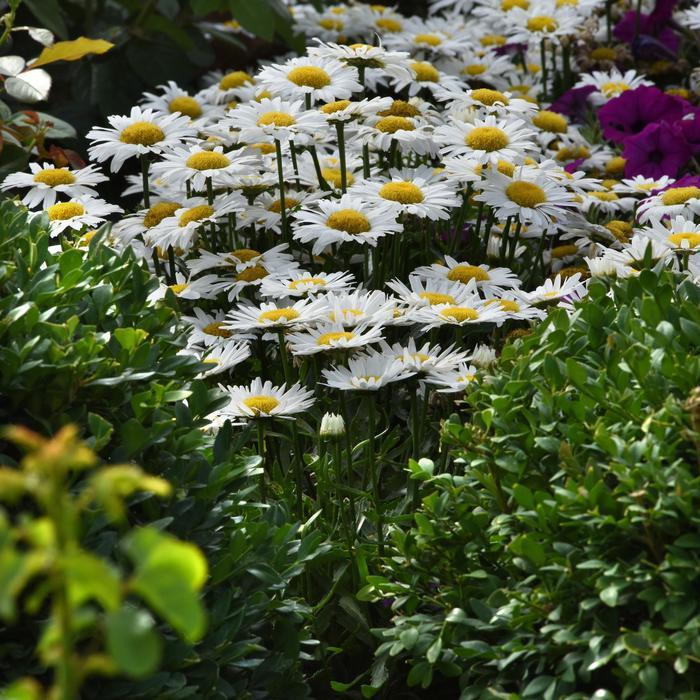 G6142 Leucanthemum X Superbum Madonna 6 65b3586d 30c2 4f1e A27a 2102b22b5cd9 from www redcrocus com