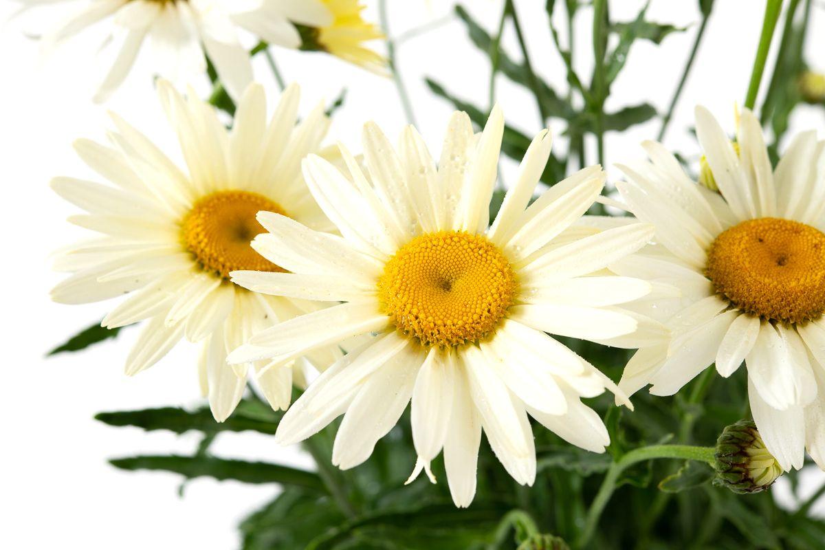 G6142 Leucanthemum X Superbum Madonna 7 27745734 4c36 4727 94d9 B6f819bd9746 from www redcrocus com