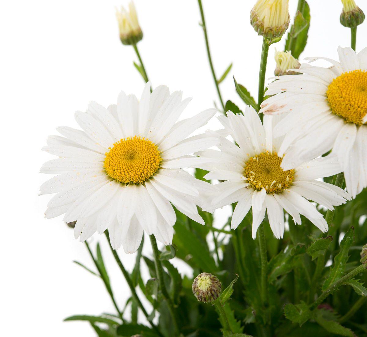 G6142 Leucanthemum X Superbum Madonna 8 C13ad738 C246 4dfc 97a8 5daa1f0e0349 from www redcrocus com