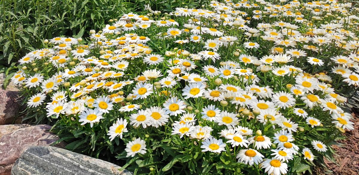 G6142 Leucanthemum X Superbum Madonna 9 992ca00f 750c 4826 Ba00 671cbfc7621d from www redcrocus com