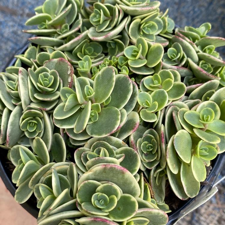 G6145 Sedum Sunsparkler Lime Twister - View 10 from www redcrocus com