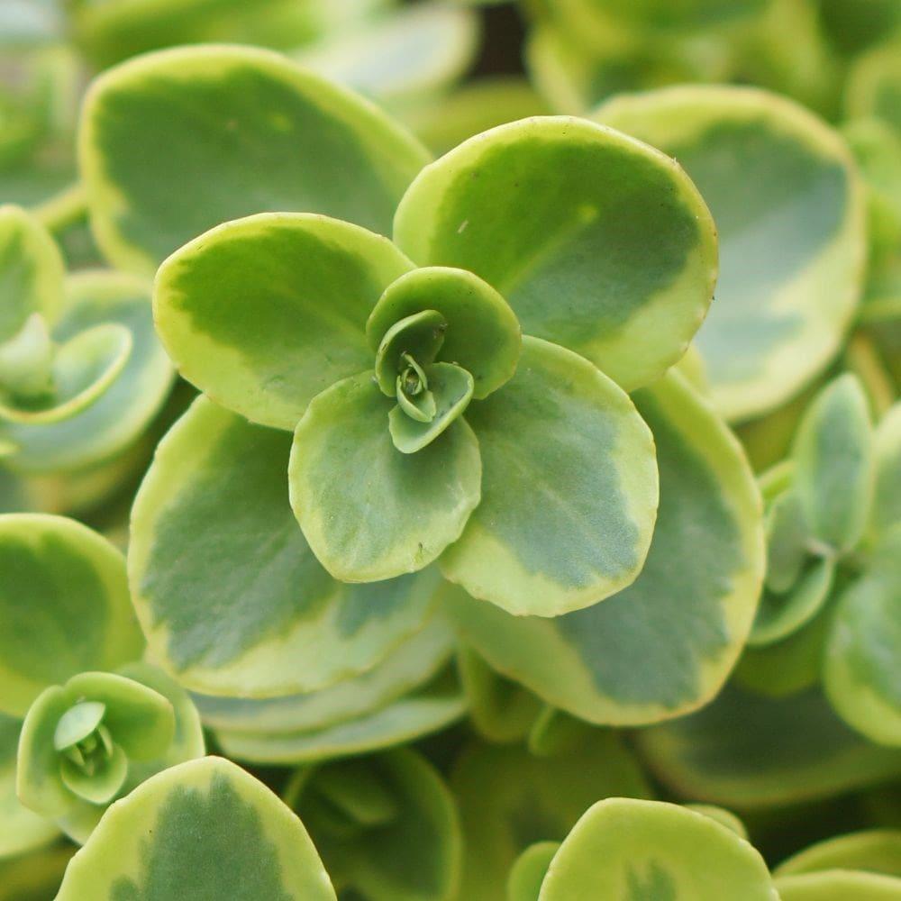 G6145 Sedum Sunsparkler Lime Twister - View 11 from www redcrocus com