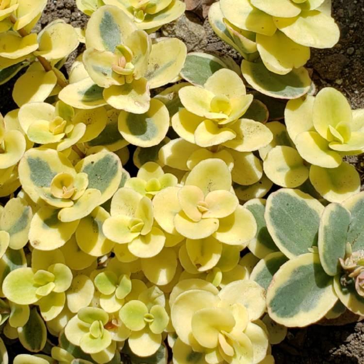 G6145 Sedum Sunsparkler Lime Twister - View 12 from www redcrocus com