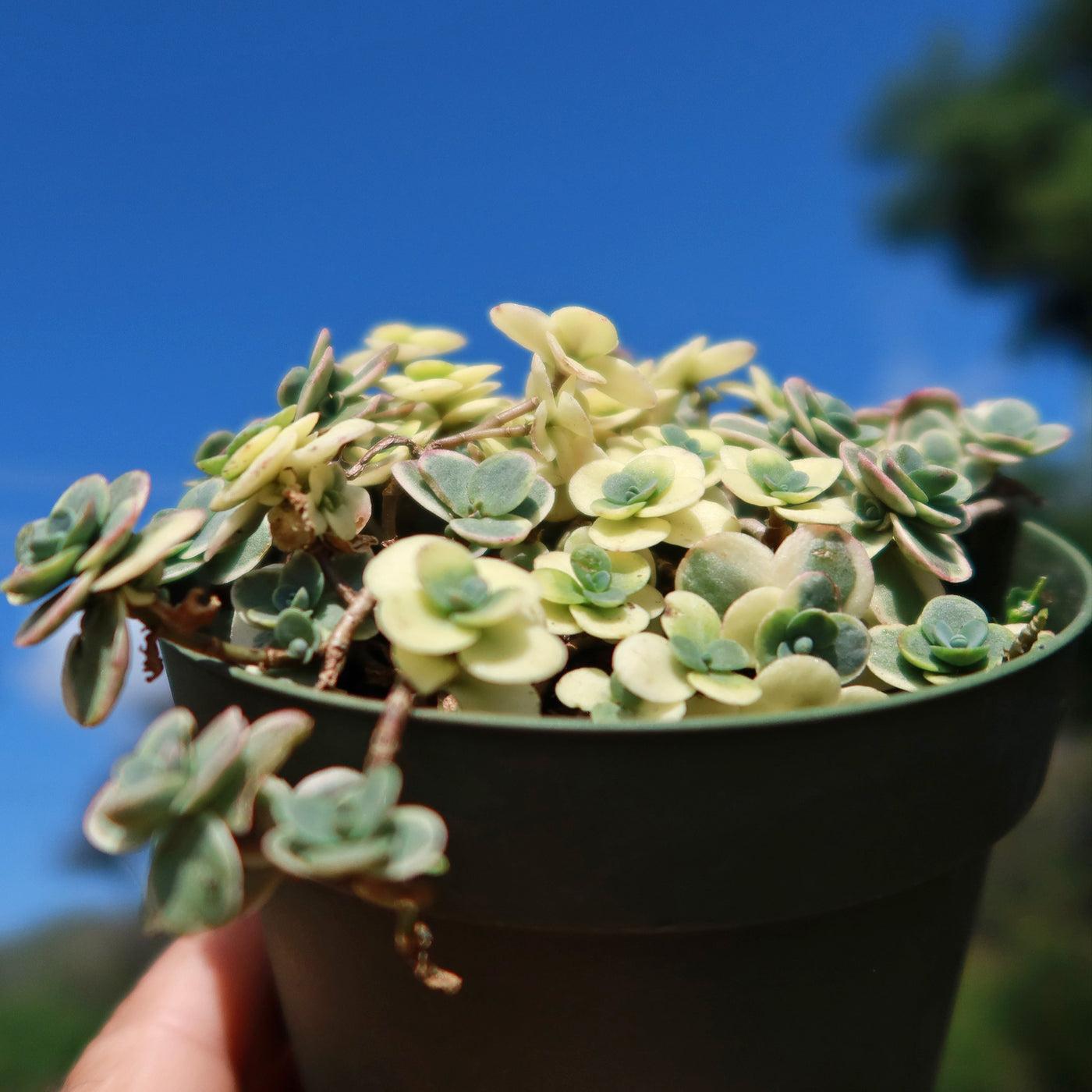 G6145 Sedum Sunsparkler Lime Twister - View 13 from www redcrocus com