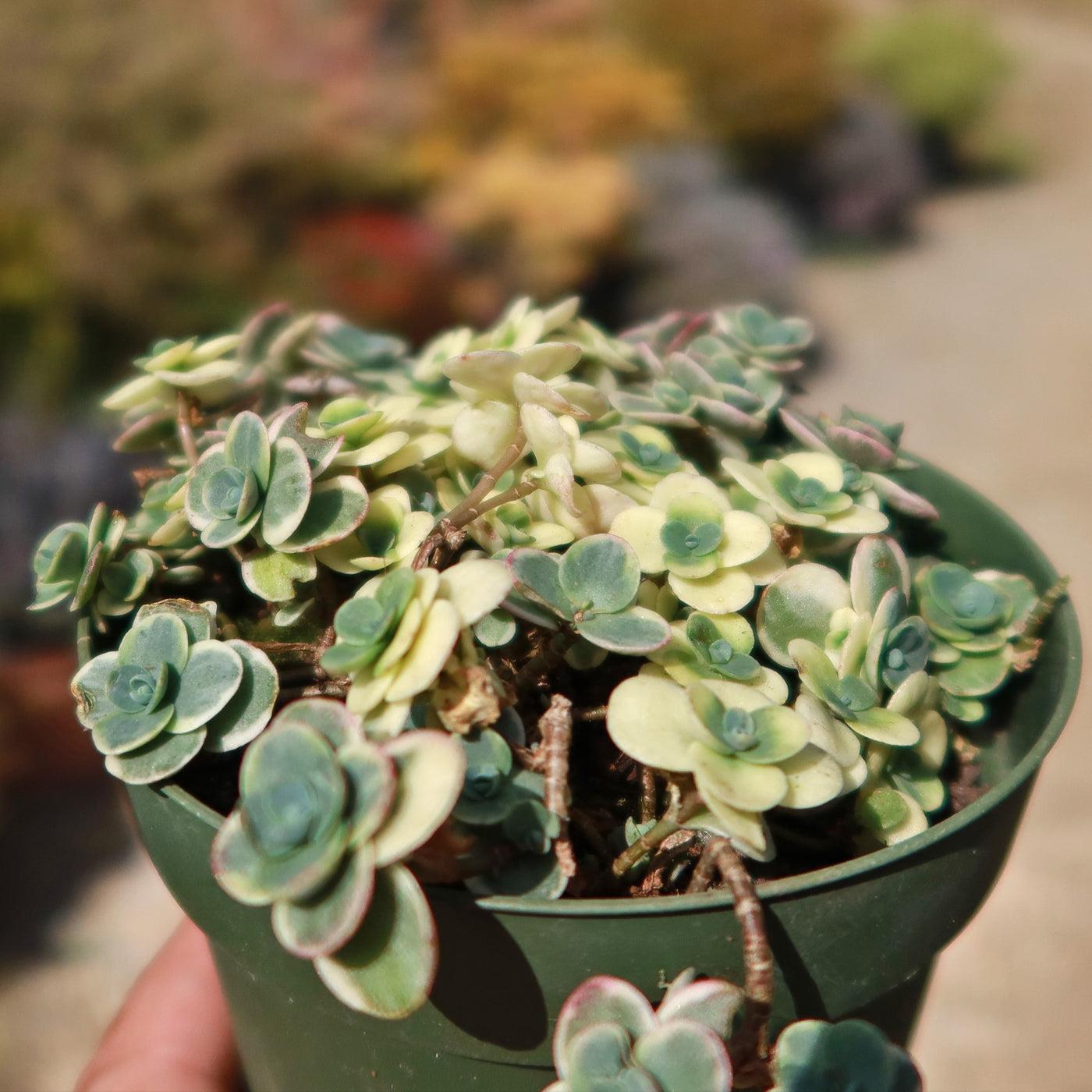 G6145 Sedum Sunsparkler Lime Twister - View 14 from www redcrocus com