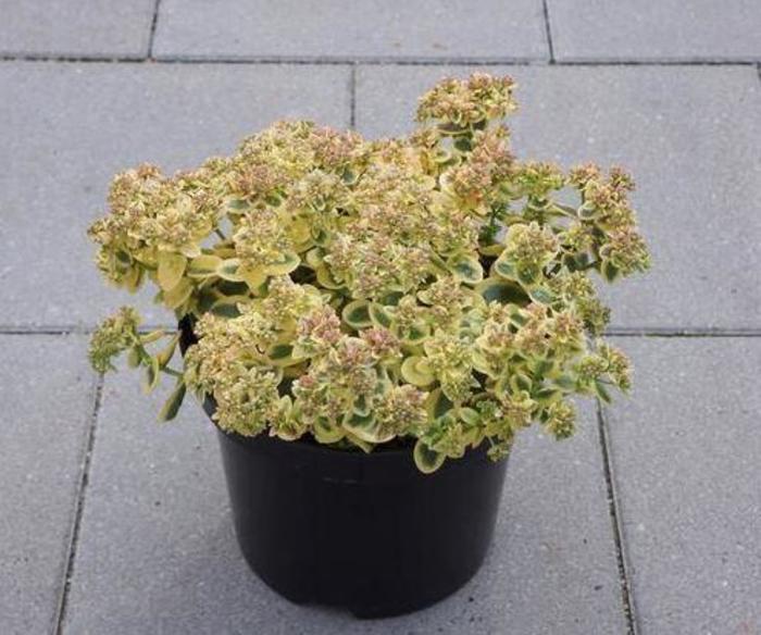 G6145 Sedum Sunsparkler Lime Twister - View 15 from www redcrocus com