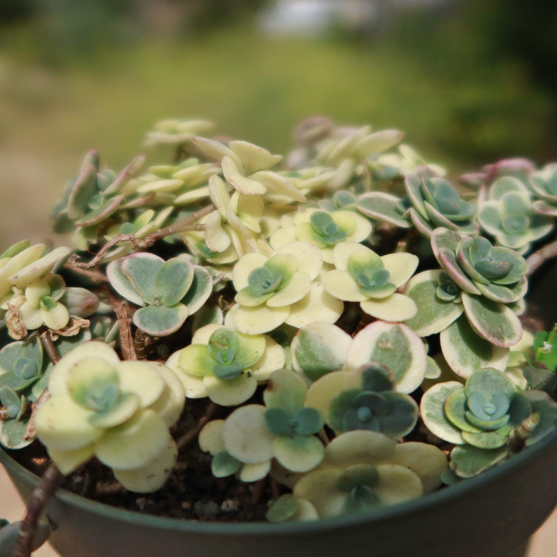 G6145 Sedum Sunsparkler Lime Twister - View 18 from www redcrocus com
