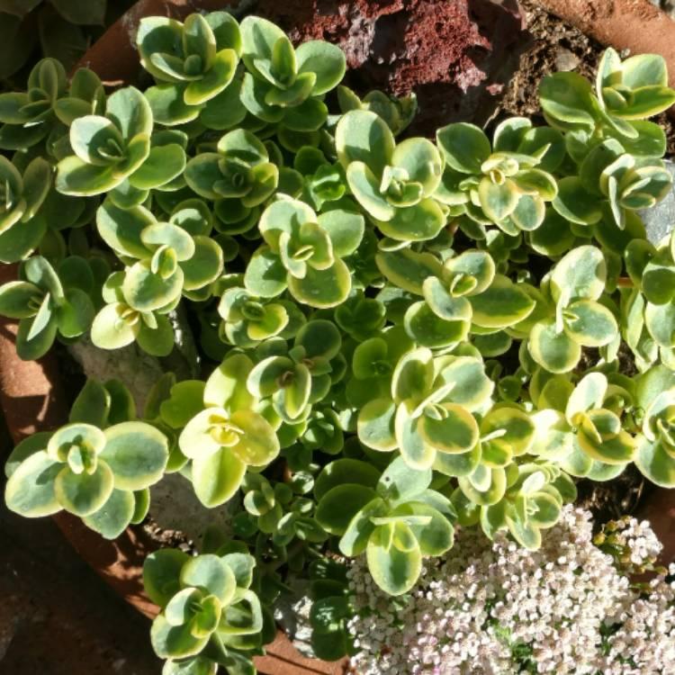G6145 Sedum Sunsparkler Lime Twister - View 19 from www redcrocus com