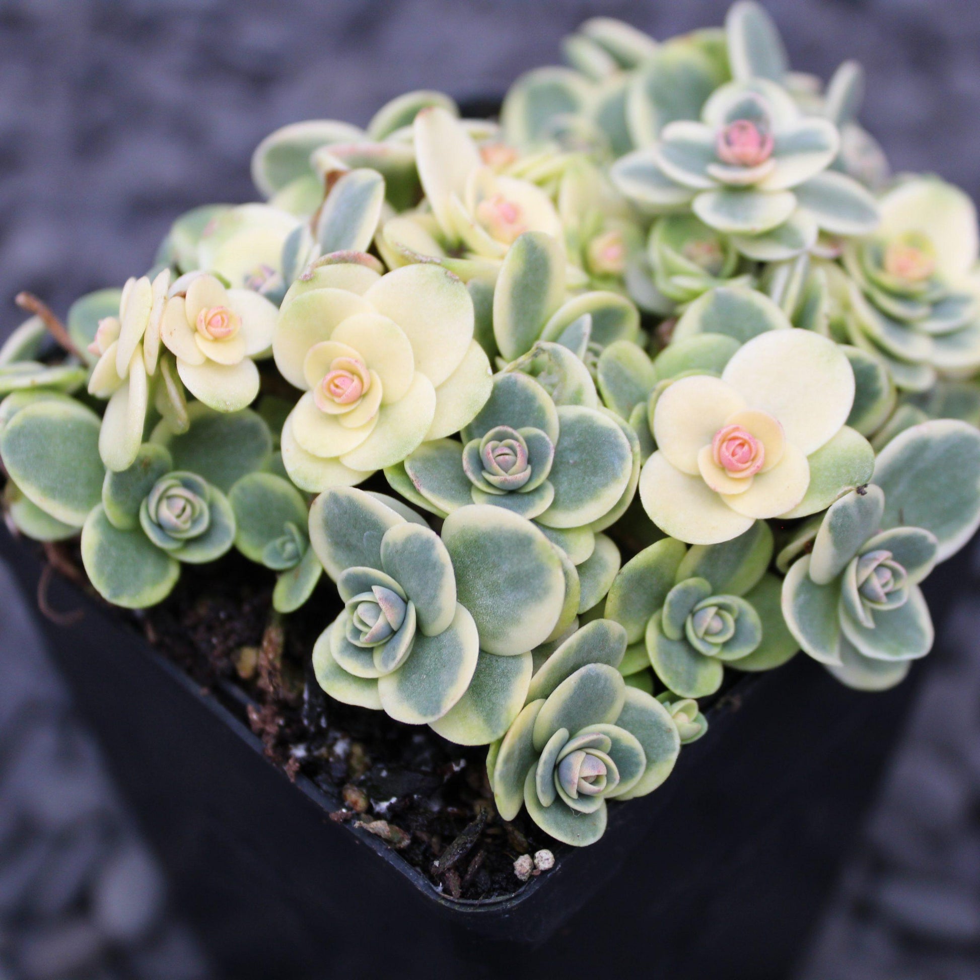 G6145 Sedum Sunsparkler Lime Twister - View 1 from www redcrocus com
