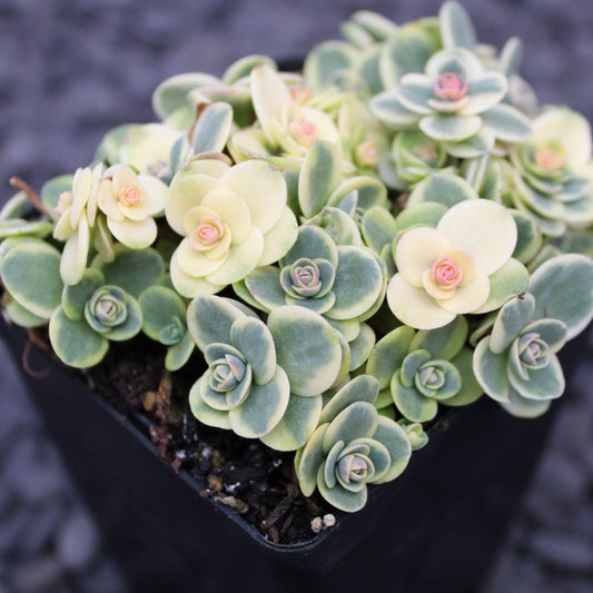 G6145 Sedum Sunsparkler Lime Twister - View 1 from www redcrocus com
