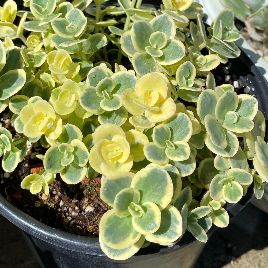 G6145 Sedum Sunsparkler Lime Twister - View 20 from www redcrocus com
