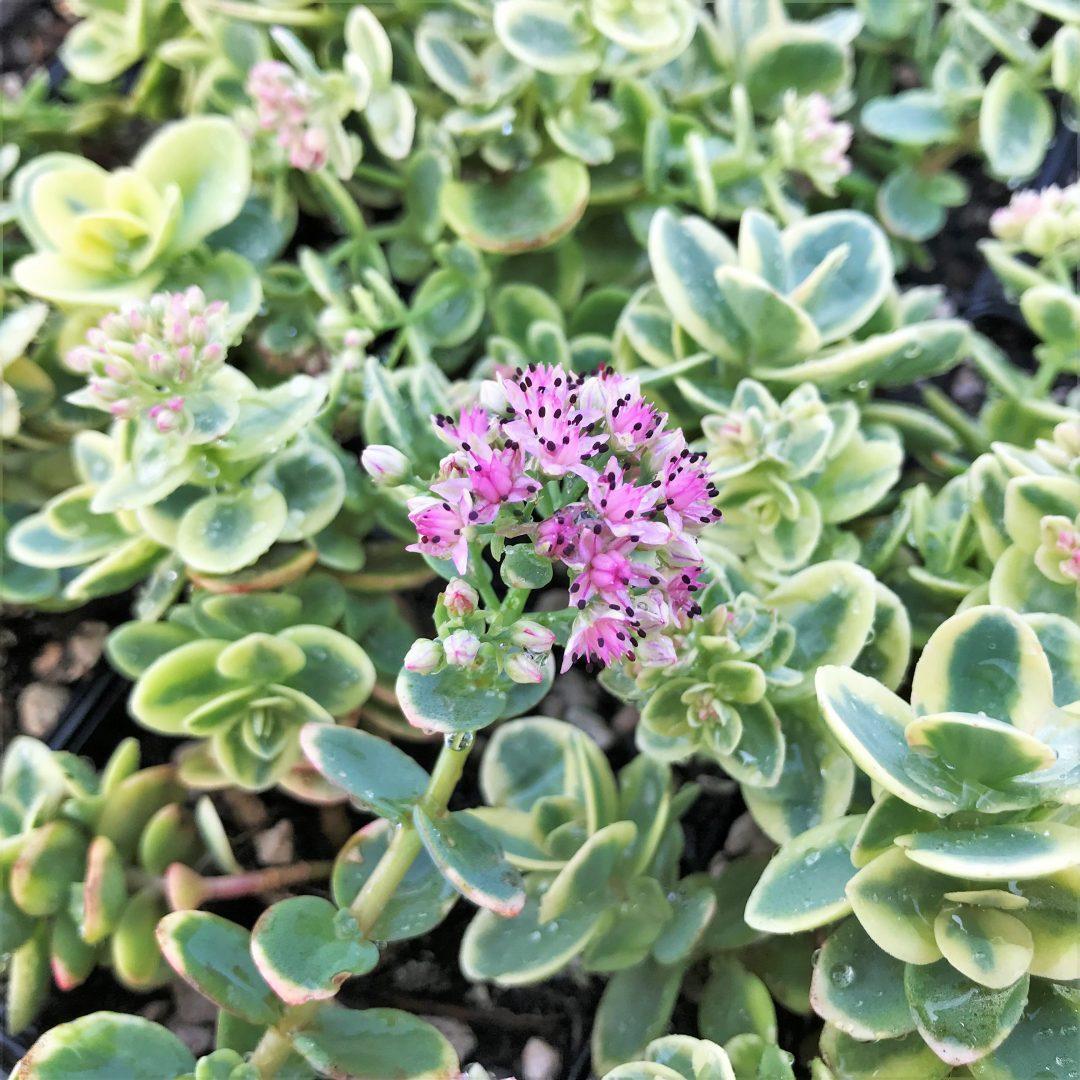 G6145 Sedum Sunsparkler Lime Twister - View 2 from www redcrocus com