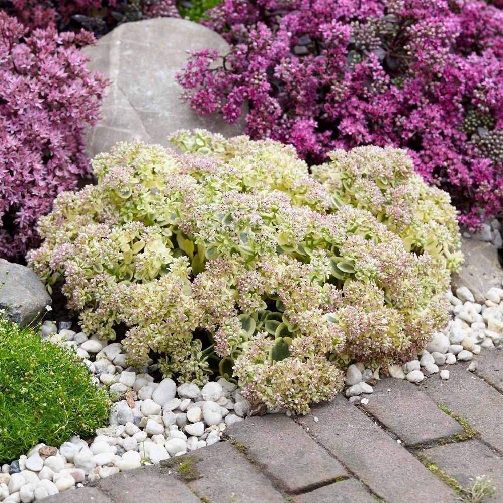 G6145 Sedum Sunsparkler Lime Twister - View 3 from www redcrocus com