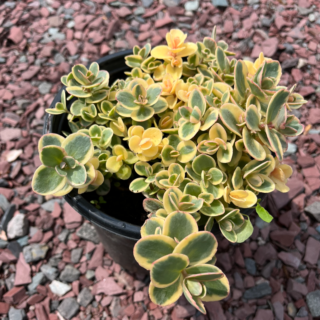 G6145 Sedum Sunsparkler Lime Twister - View 5 from www redcrocus com