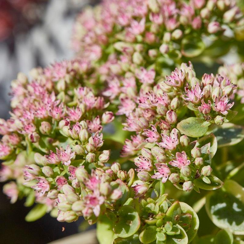 G6145 Sedum Sunsparkler Lime Twister - View 6 from www redcrocus com