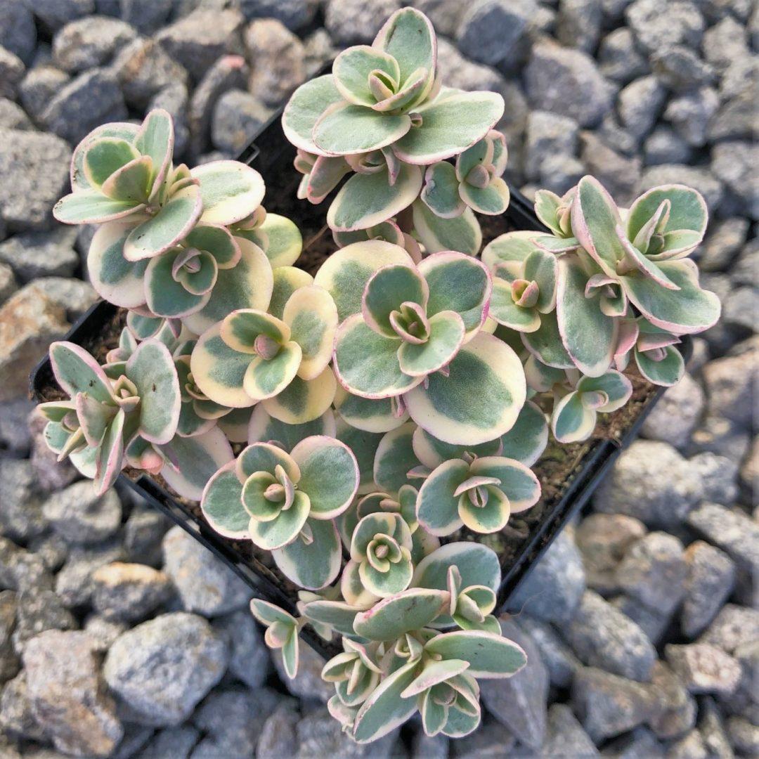 G6145 Sedum Sunsparkler Lime Twister - View 7 from www redcrocus com