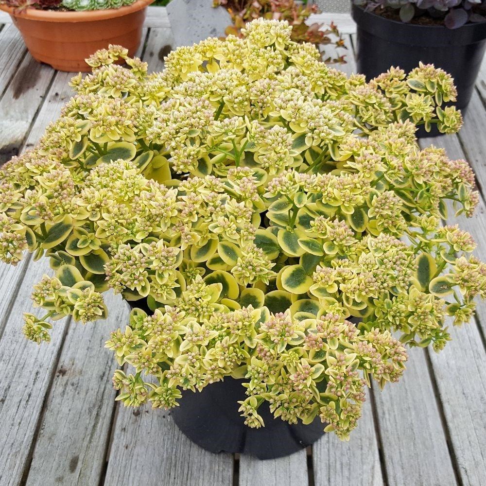 G6145 Sedum Sunsparkler Lime Twister - View 8 from www redcrocus com