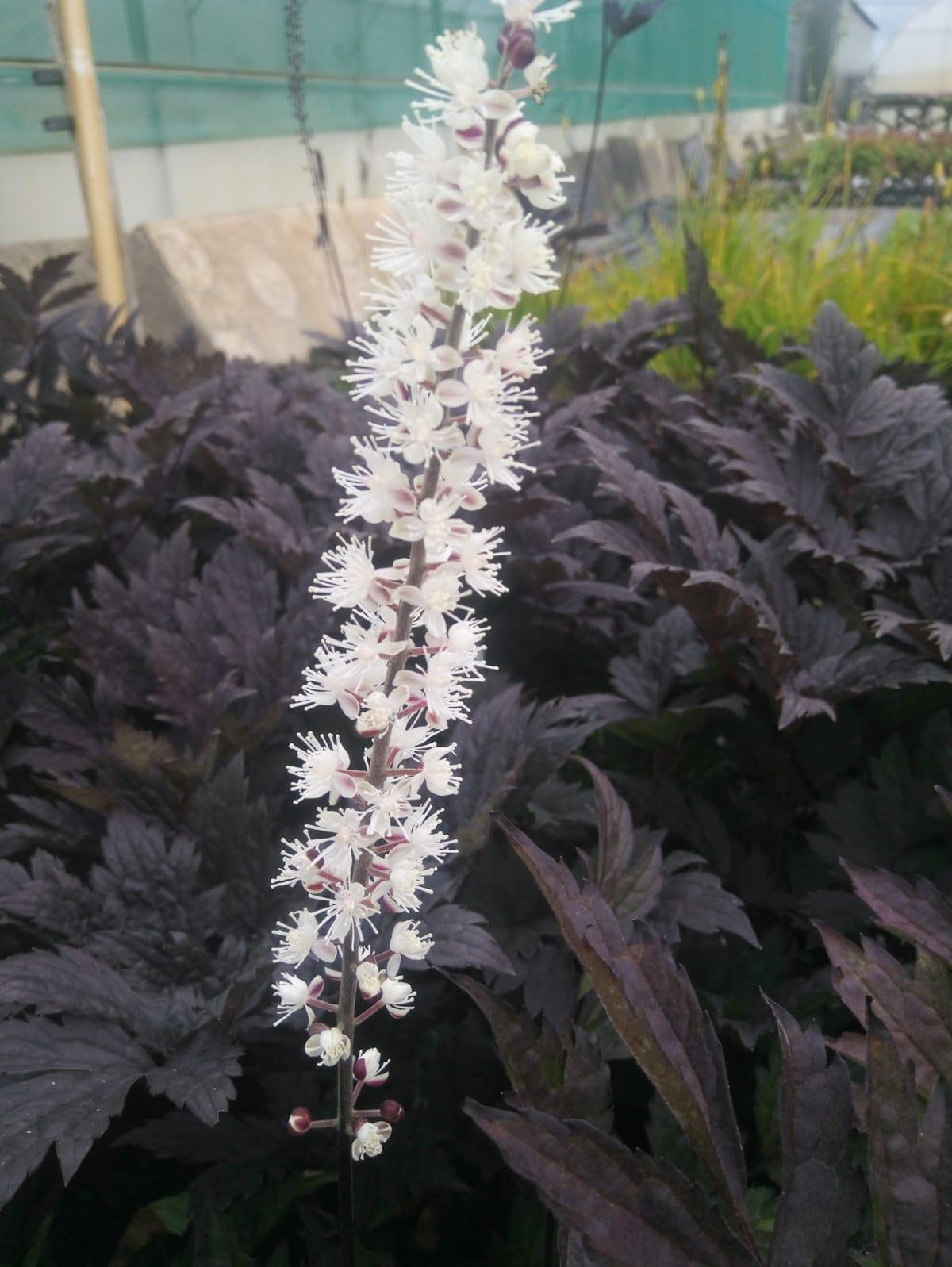 G6165 Actaea Simplex Brunette 10 8fb20d16 775a 4682 A734 72effec8c8d7 from www redcrocus com