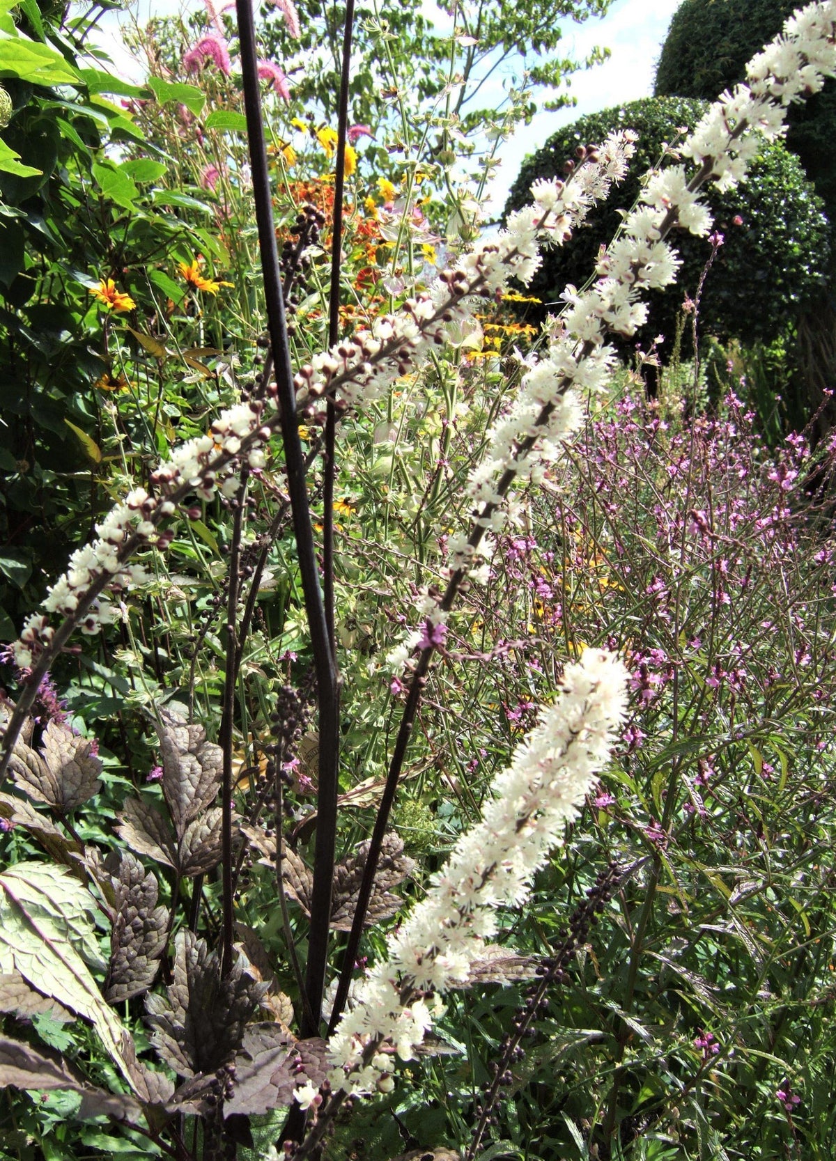 G6165 Actaea Simplex Brunette - View 12 from www redcrocus com