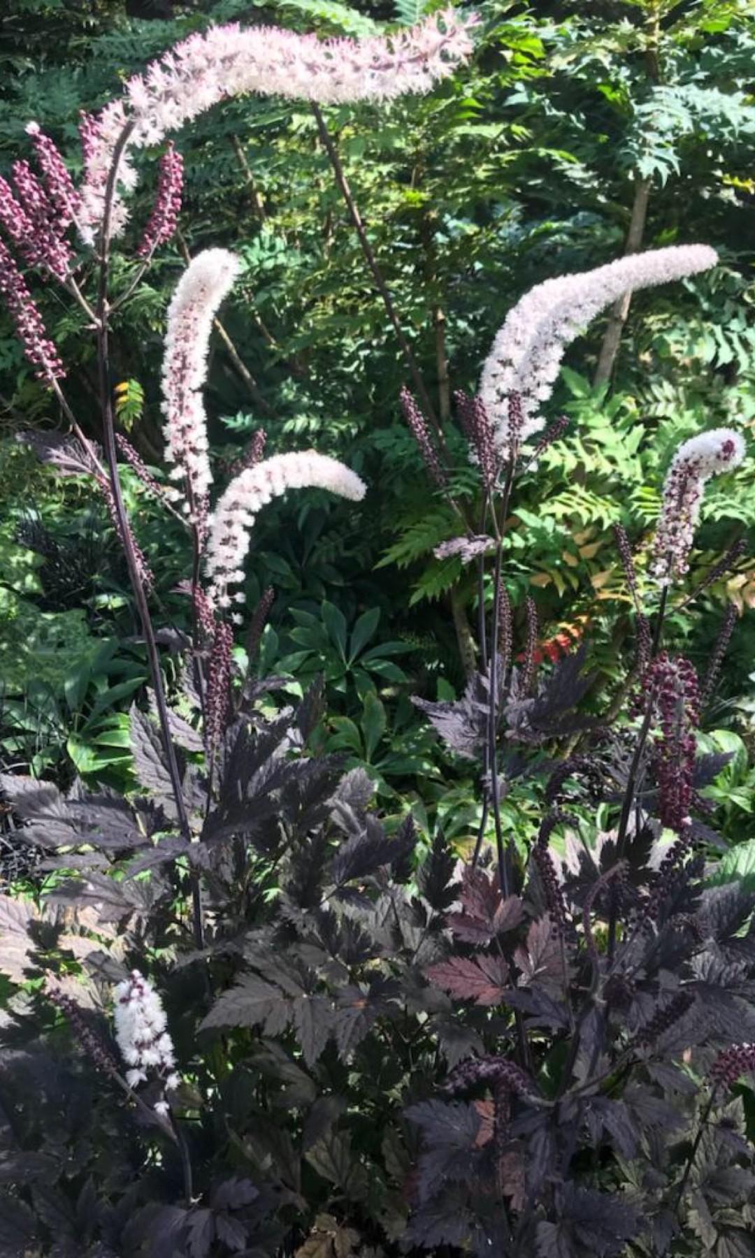 G6165 Actaea Simplex Brunette 13 7f879764 041c 450e 9dc7 038ce70637b2 from www redcrocus com