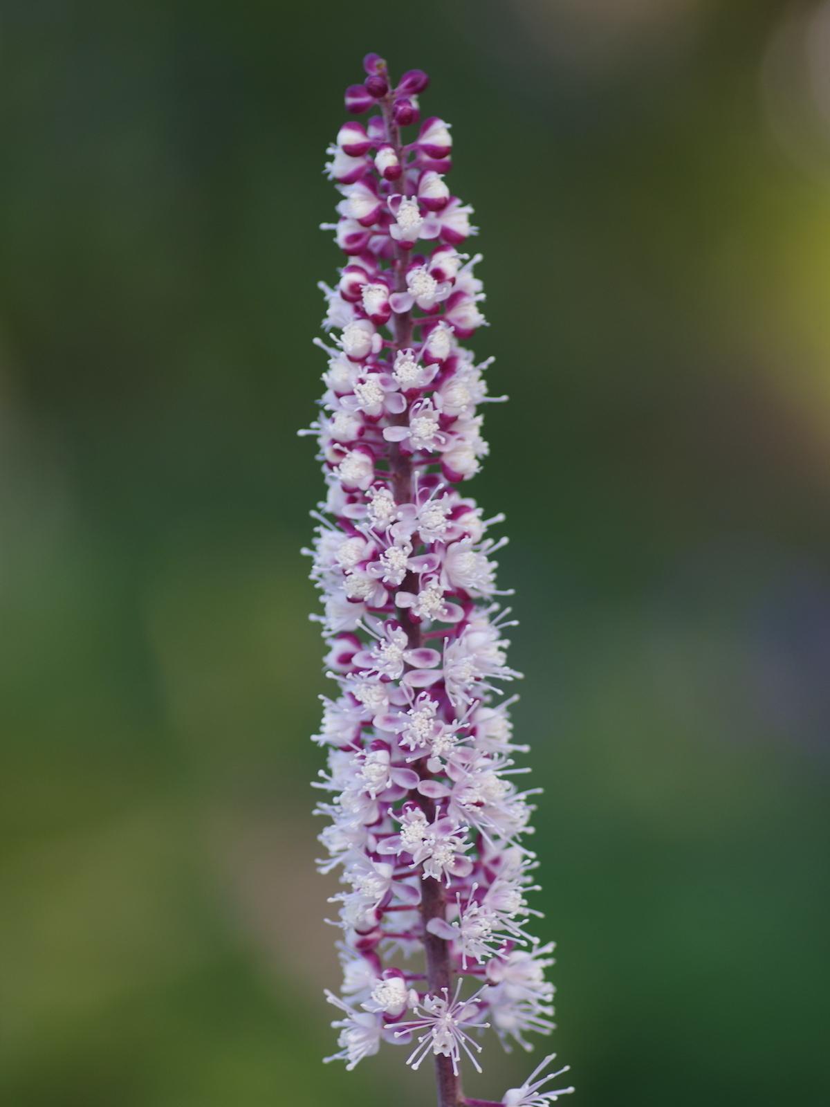 G6165 Actaea Simplex Brunette - View 14 from www redcrocus com