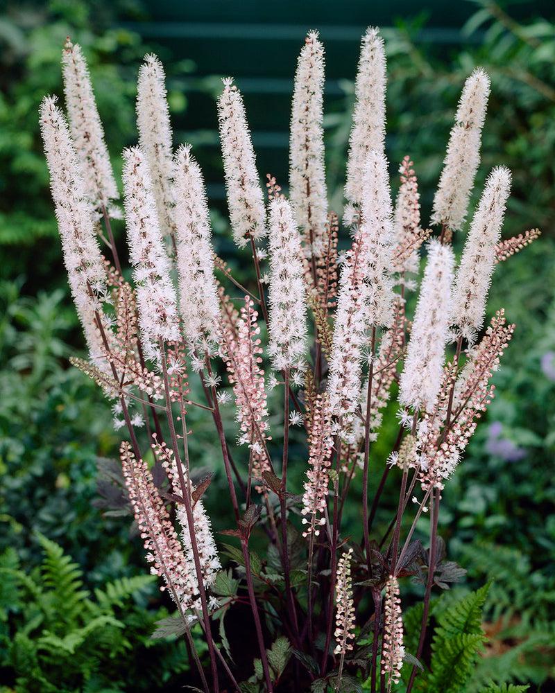 G6165 Actaea Simplex Brunette - View 17 from www redcrocus com