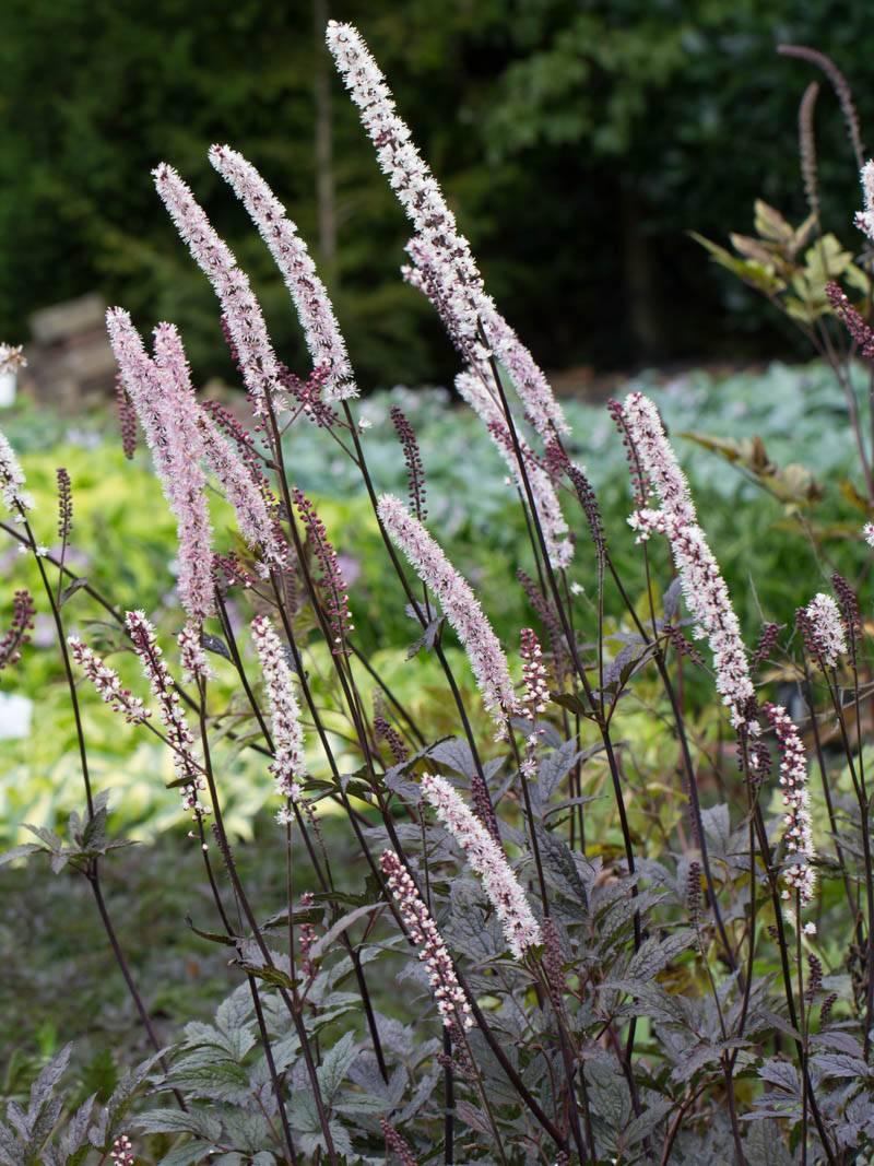 G6165 Actaea Simplex Brunette - View 18 from www redcrocus com
