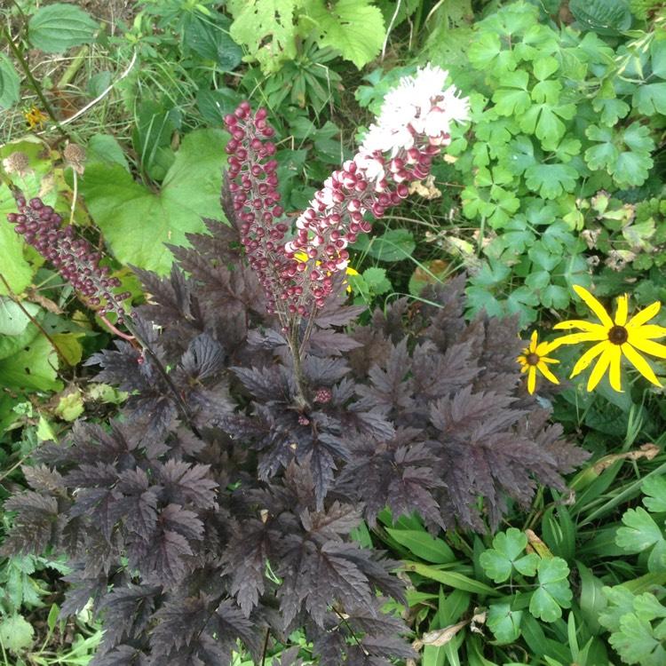 G6165 Actaea Simplex Brunette 19 C2f83883 819f 4ccc 83f9 75d94b6463e0 from www redcrocus com