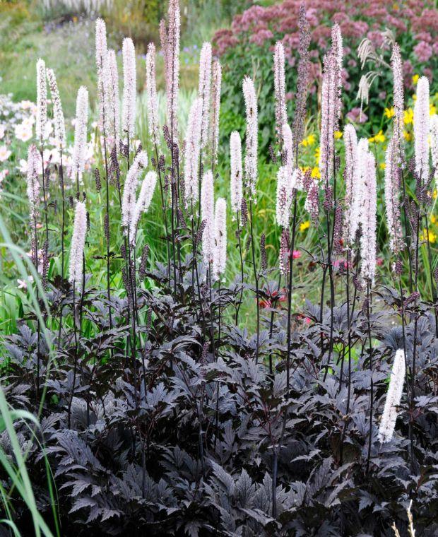 G6165 Actaea Simplex Brunette - View 4 from www redcrocus com