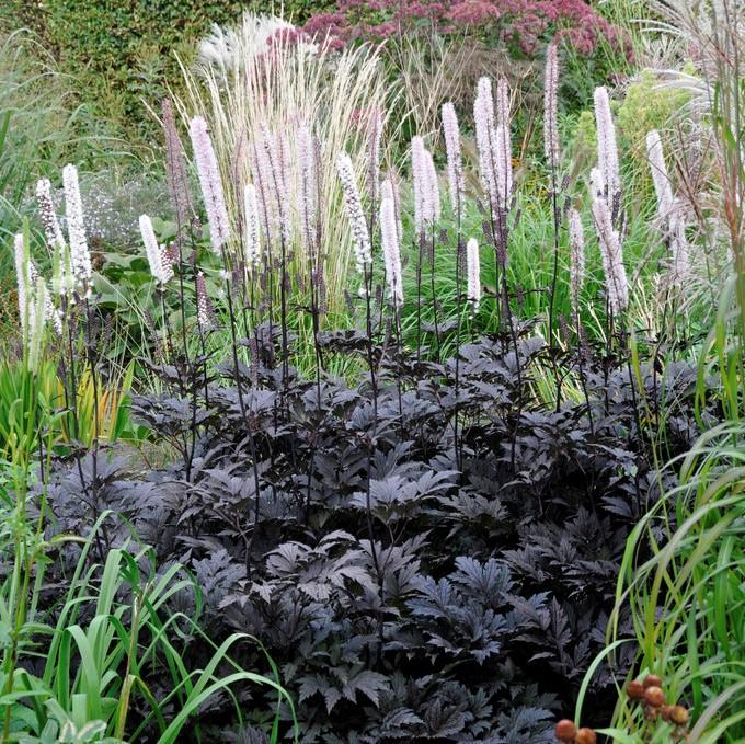 G6165 Actaea Simplex Brunette 5 5b594aa0 65e9 4e02 Bbbe Bb02847120a3 from www redcrocus com