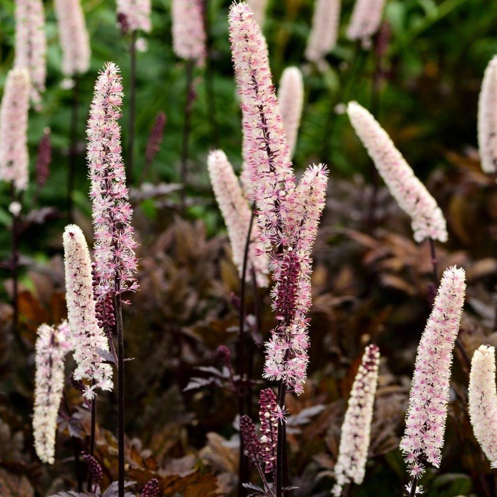 G6165 Actaea Simplex Brunette 6 444f72f0 Ea2b 4c39 8a21 7afb6ef1d90e from www redcrocus com