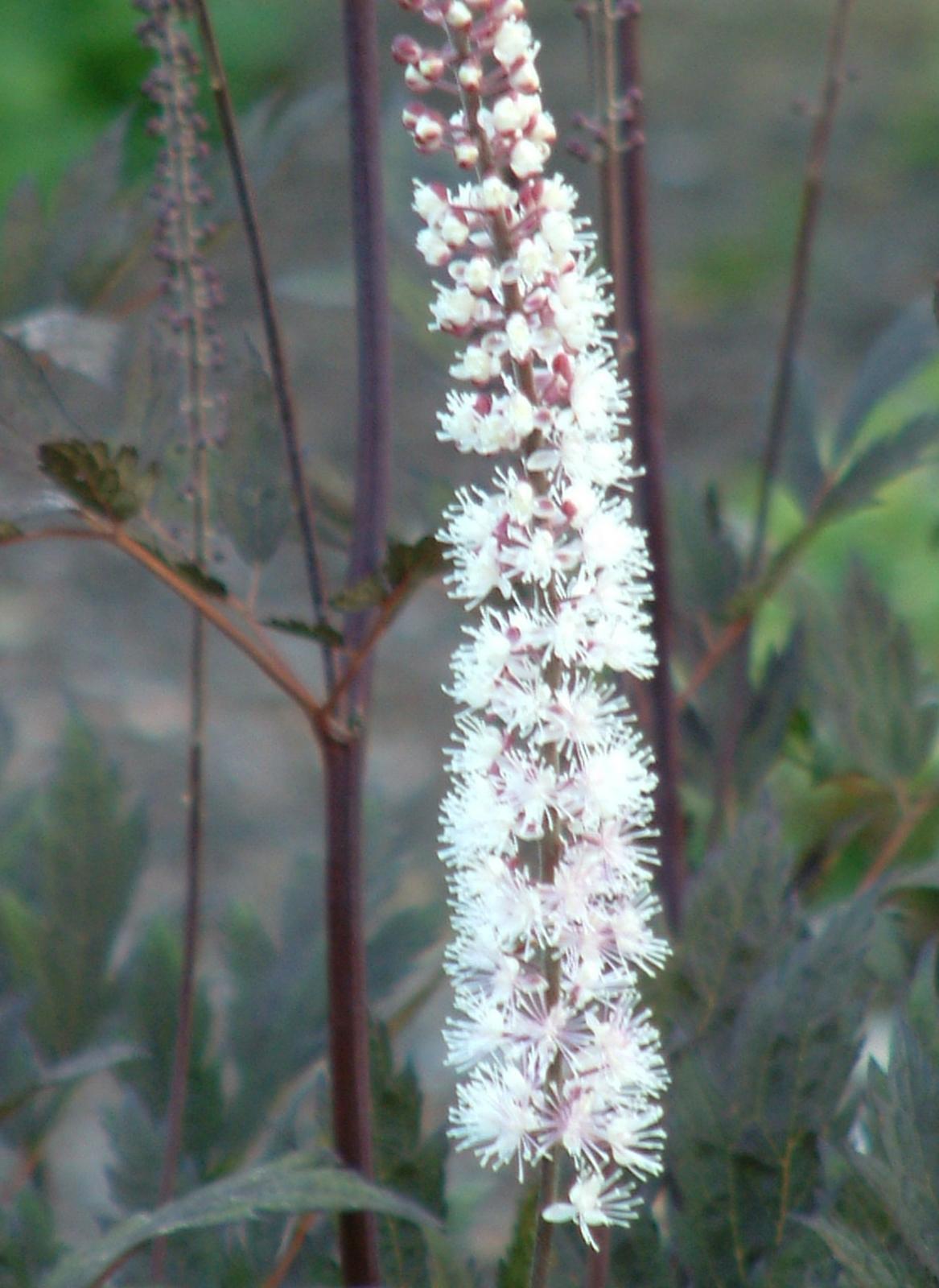 G6165 Actaea Simplex Brunette - View 7 from www redcrocus com