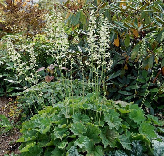 G6171 Heuchera X Autumn Bride 1 D69c882f Ef16 4a30 B571 1981fa30af30 from www redcrocus com