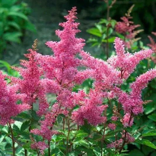 G6181 Astilbe Japonica 'rheinland' - View 12 from www redcrocus com