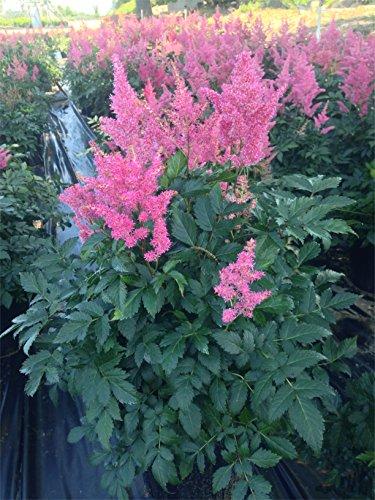 G6181 Astilbe Japonica 'rheinland' - View 14 from www redcrocus com