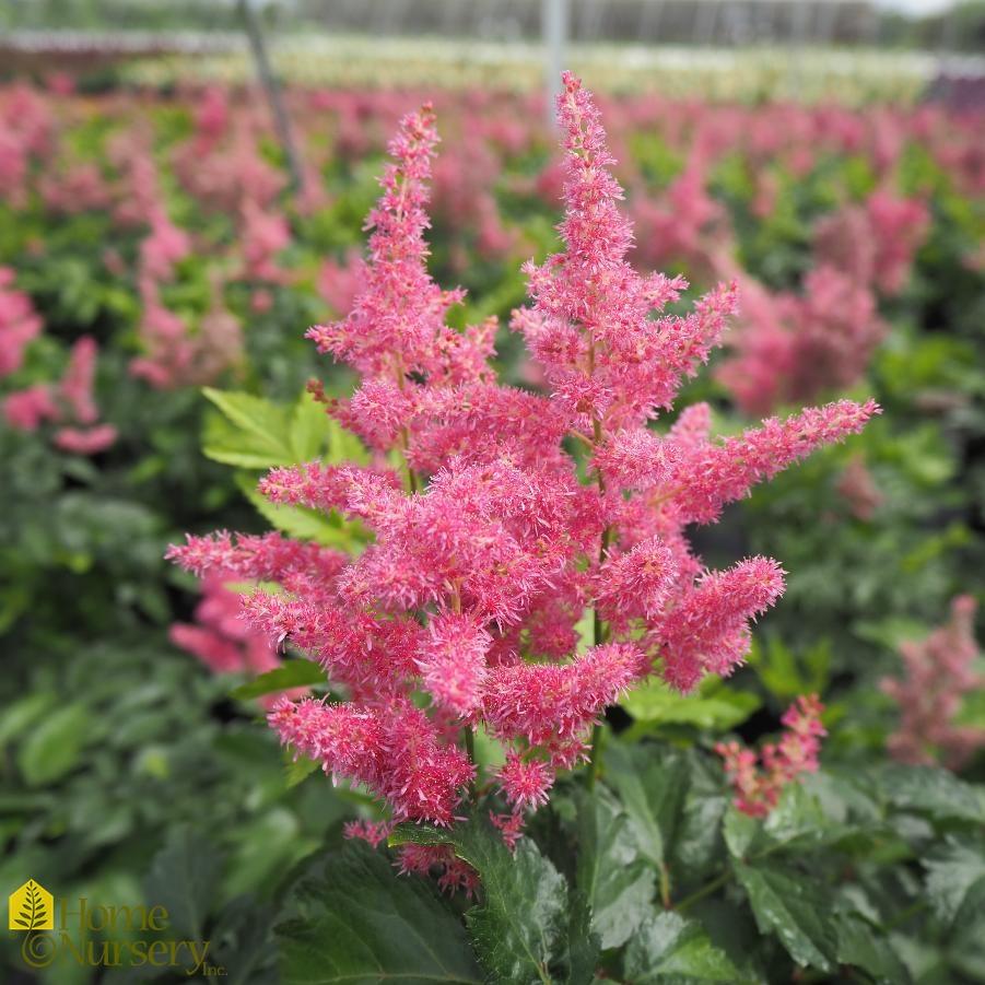 G6181 Astilbe Japonica 'rheinland' - View 15 from www redcrocus com