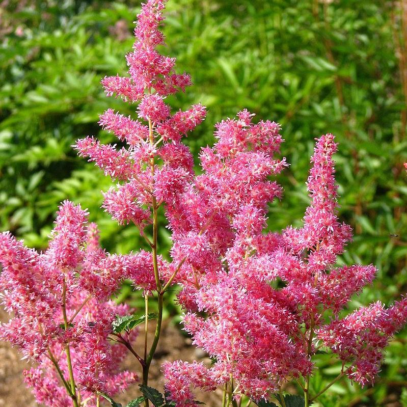 G6181 Astilbe Japonica 'rheinland' - View 25 from www redcrocus com
