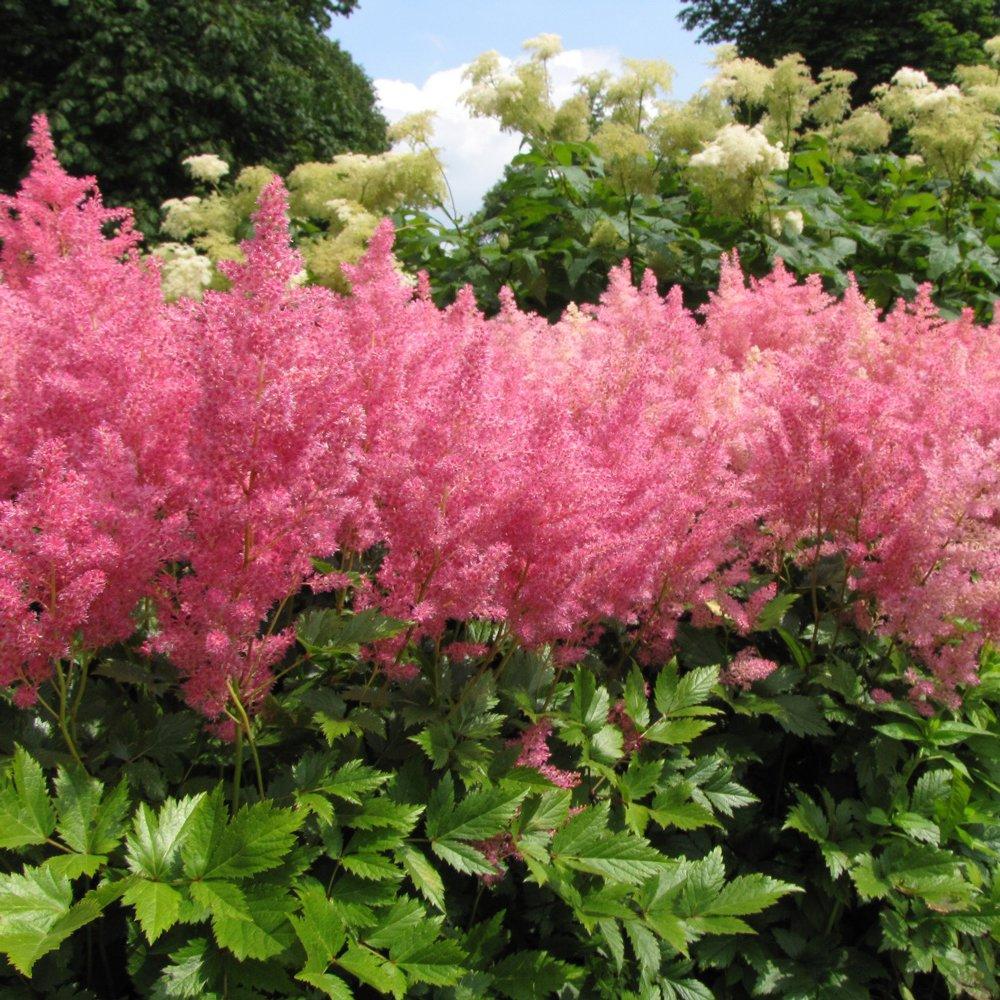 G6181 Astilbe Japonica 'rheinland' - View 28 from www redcrocus com