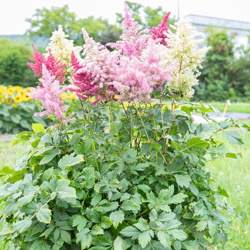 G6181 Astilbe Japonica 'rheinland' - View 29 from www redcrocus com