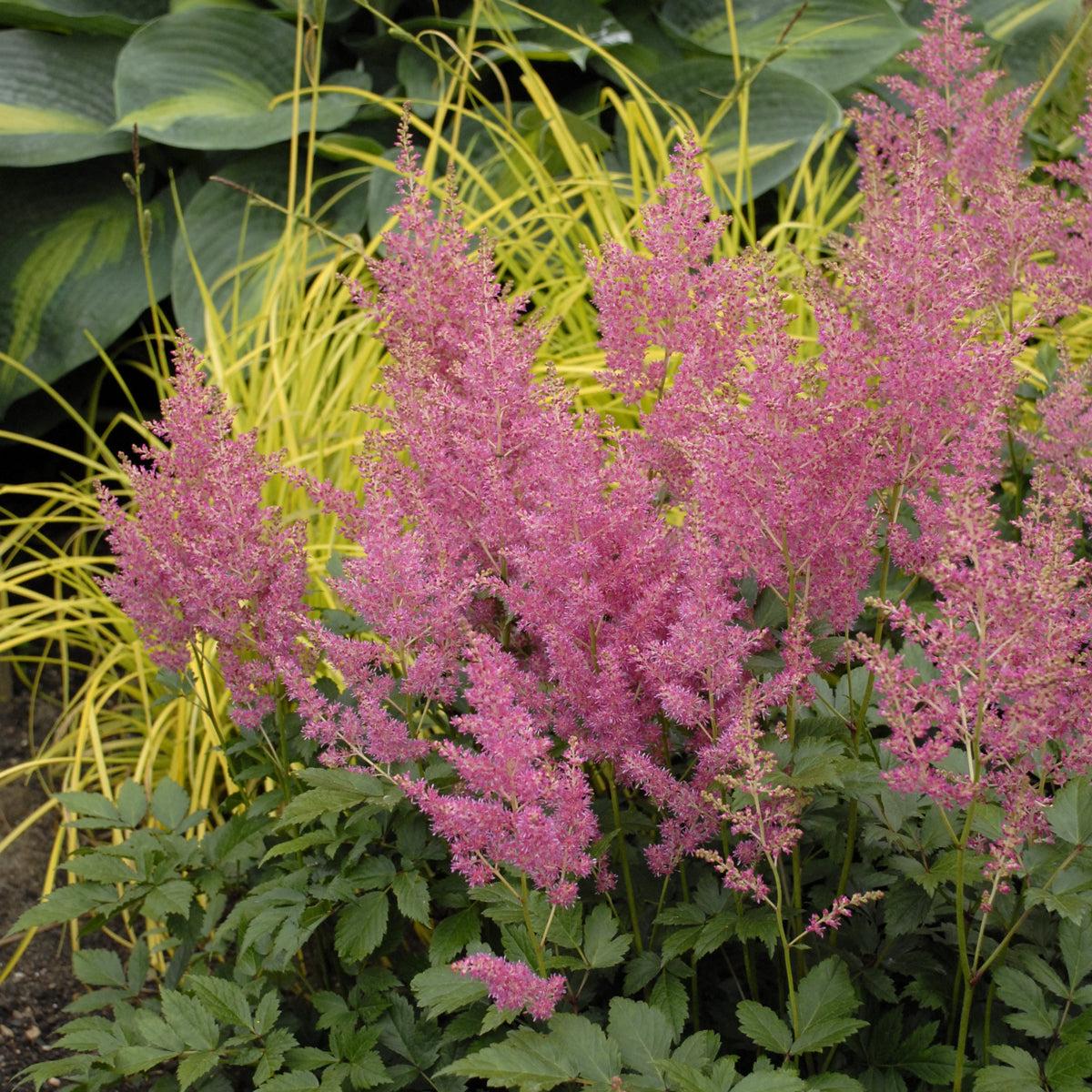 G6181 Astilbe Japonica 'rheinland' - View 30 from www redcrocus com
