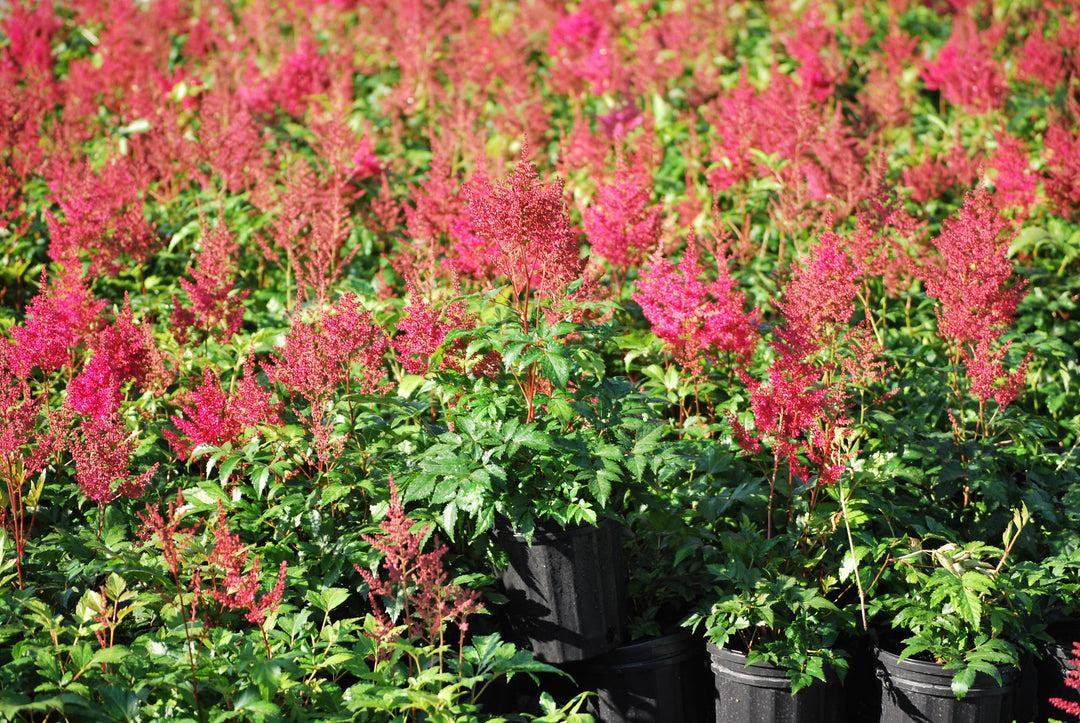 G6181 Astilbe Japonica 'rheinland' - View 31 from www redcrocus com