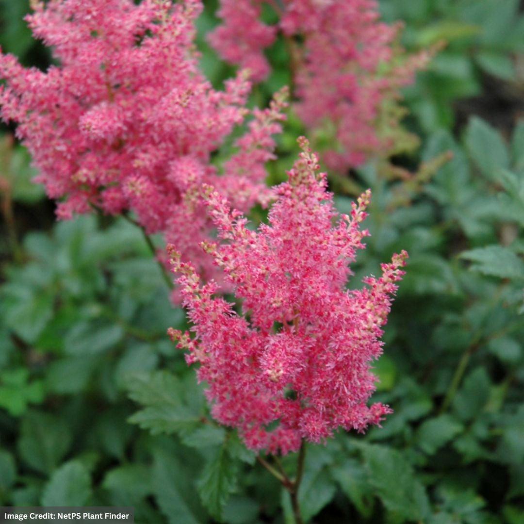 G6181 Astilbe Japonica 'rheinland' - View 33 from www redcrocus com